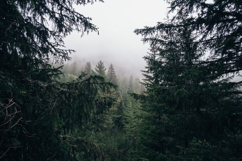 4K, tranquility, tranquil scene, idyllic, rila mountain, trail, environment, foggy, bulgaria, sky, woodland, trees, growth, forest, plant, rila, tree
