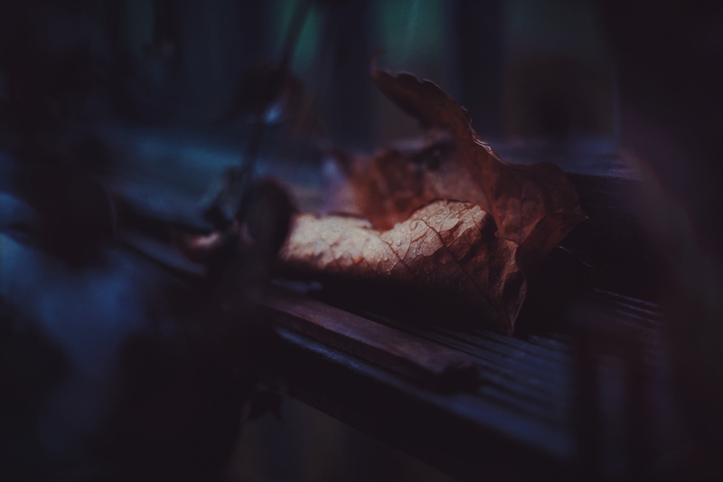 red, leaf, selective focus, close-up, brown, fire, drops, plant part, nature, flame, grilled, burning, no People, leaves, dry, log, food and drink, coal