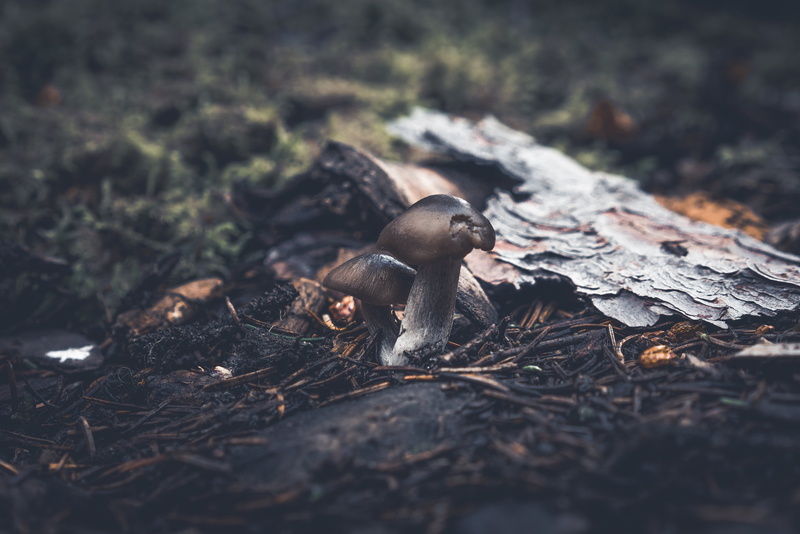 day, daylight, blur, close-up, campfire, vertebrate, no people, burnt, animal, grass, one animal, bonfire, fungi, young animal, woods, plant, landscape