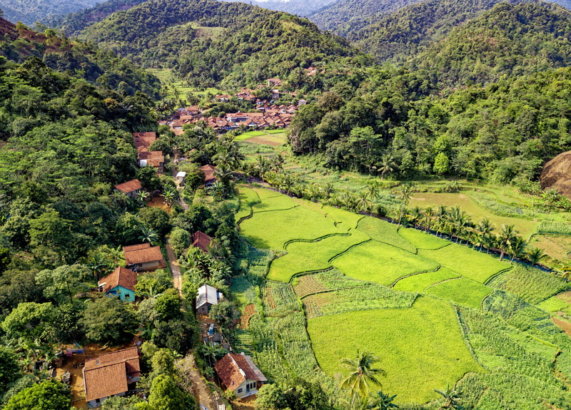 aerial shot, aerial view, drone shot, scenic, tree, plant, no people, daytime, landscape, 4K, outdoors, cropland, foliage, land, lush foliage, birds eye view
