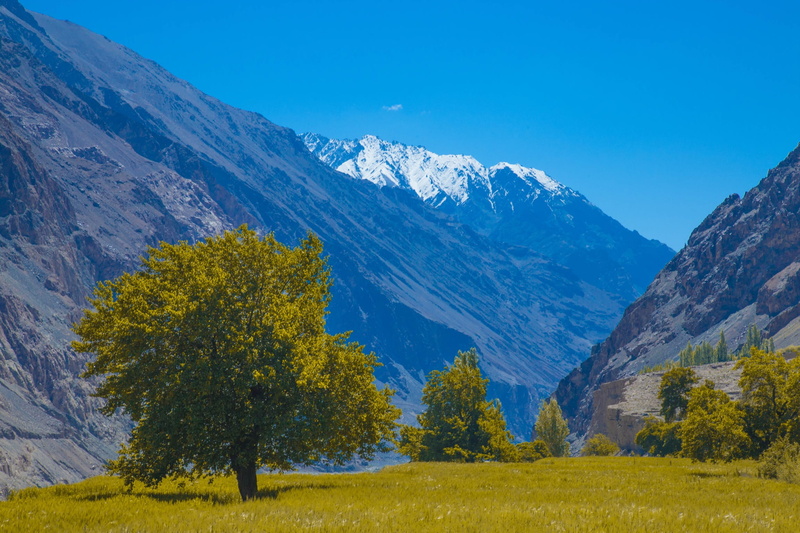 outdoors, landscape, land, beauty in nature, pine tree, mountain range, mountain peak, nature, plant, environment, india, ladakh, mountain, grass, day
