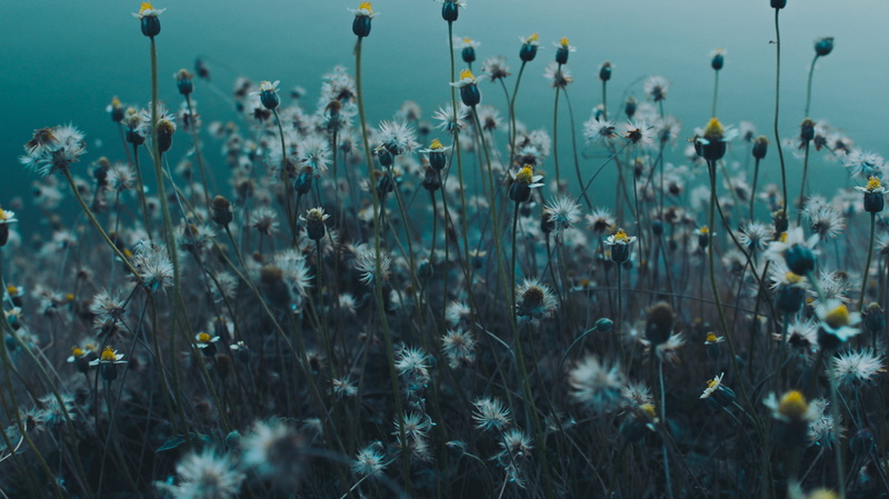 flower, plant stem, vulnerability, day, flowering plant, plant, land, ladakh vacation, field, outdoors, water, nature, tranquility, wildflower, no people