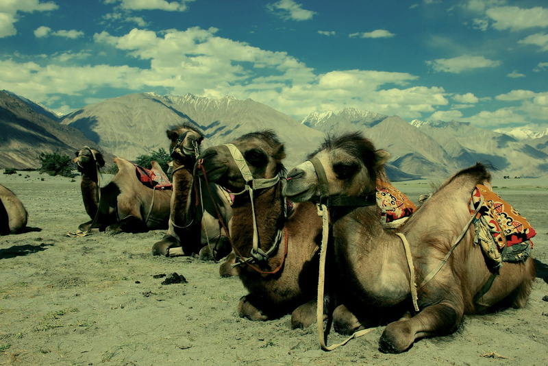 domestic animals, relaxation, 1080P, mountain, vertebrate, animal, group of animals, domestic, pets, working animal, desert, india, mammal, environment
