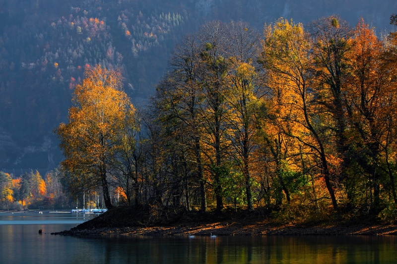 no people, non-urban scene, 5K, wallensee, land, tree, outdoors, autumn collection, forest, growth, sea, color, woodland, light, scenics - nature, beauty in nature