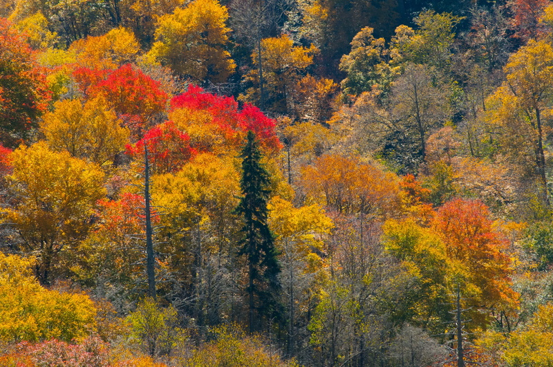 smoky mountains, landscape, yellow, foliage, beautiful, no people, travel, mountains, beauty in nature, leaf, wilderness, coniferous tree, ridge, landscapes