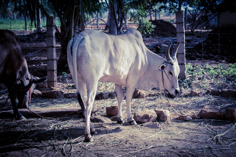 pets, farming, nature, vertebrate, tamil, no people, plant, horse, domestic animals, outdoors, mammal, animal themes, two animals, land, domestic, group of animals