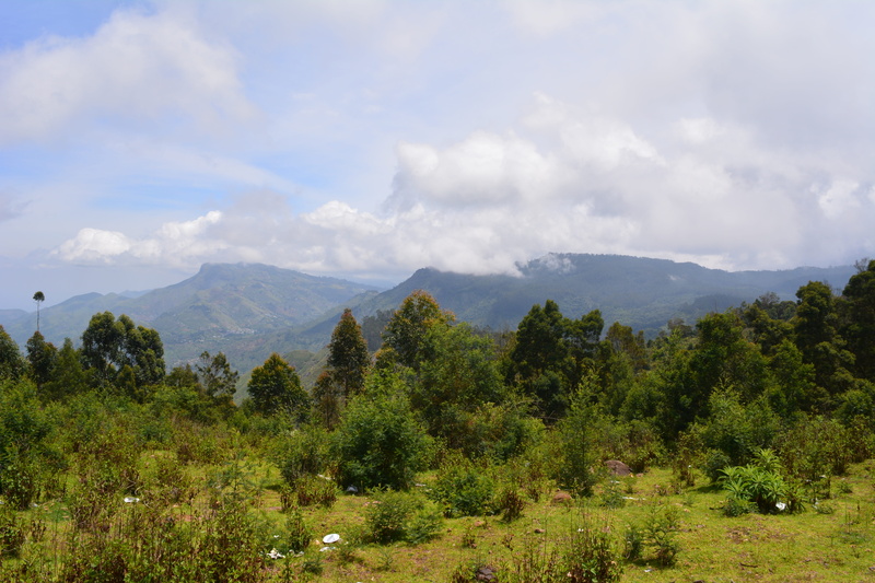 tree, tranquil scene, mountain, landscape, environment, mountain range, land, non-urban scene, beauty in nature, cloud - sky, 5K, tranquility, growth
