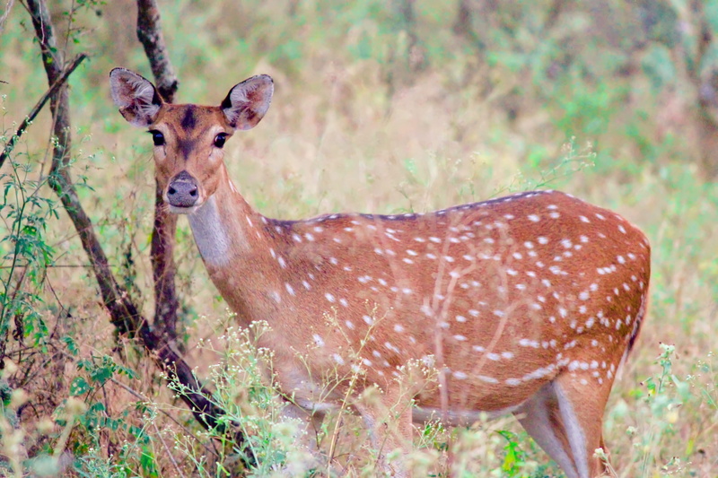 plant, spotted, vertebrate, no people, focus on foreground, animal, outdoors, fawn, day, tamilnadu, tree, one animal, standing, land, portrait, wild, 4K