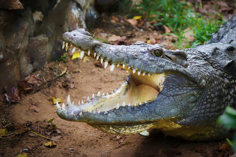 day, big, reptile, animal themes, focus, swamp, black, no people, animal scale, alligator, photo, wetland, bag, aggression, mouth open, color, closeup
