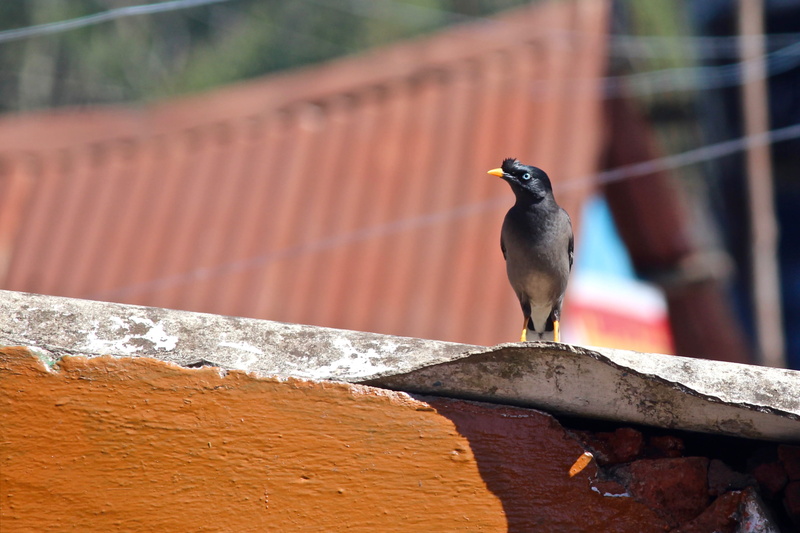 sunlight, nature, 2K, bird sitting on roof, wall, animals in the wild, focus on foreground, retaining wall, no people, animal themes, bird, black bird