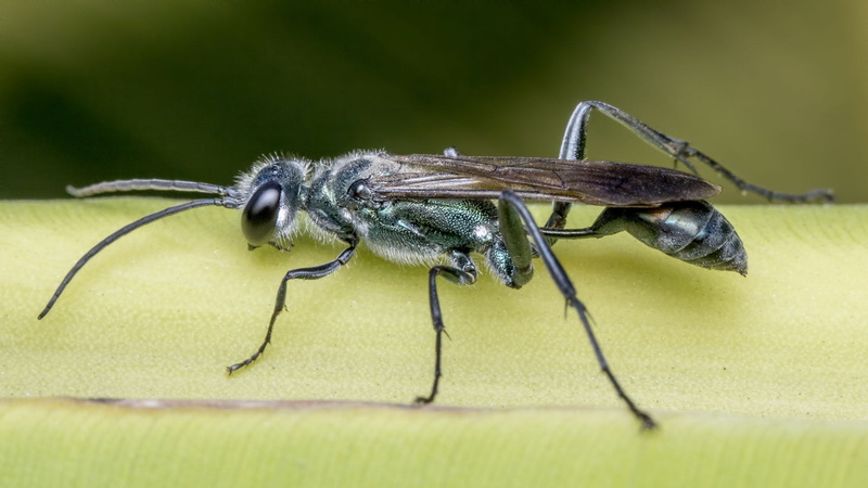 closeup photography, bee, green, insect, T.Nagar, Hexapoda, Hymenoptera, Animalia, Neoptera, photography, Arthropoda, Street, closeup, Pterygota, daytime