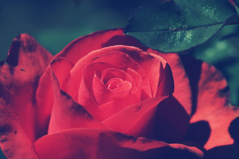 tourism, udhagamandalam, beauty In Nature, light, event, india, beautiful, 480P, vivid, plant, red rose, colors, tamilnadu, close-up, photo, macro, color