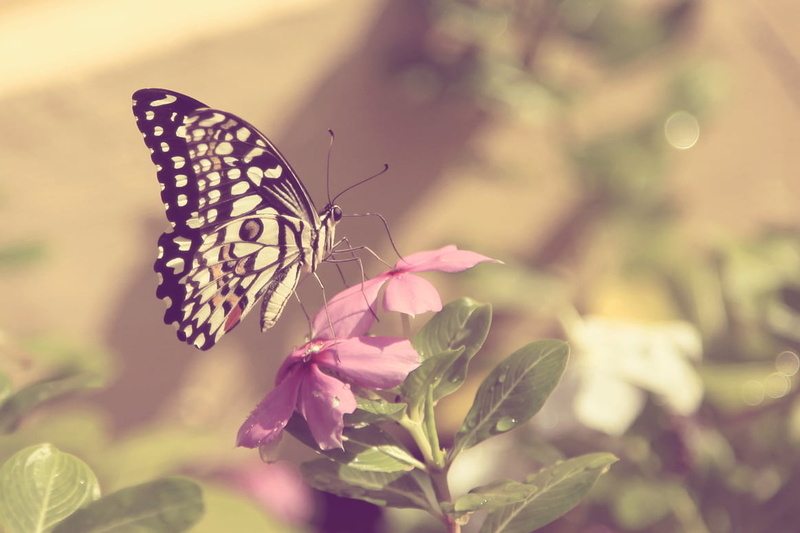 colors, beautiful, pink, nature, tamilnadu, madras, self propelled, multi Colored, color, butterfly - Insect, beauty, colour  green, R.H., perched, black butterfly