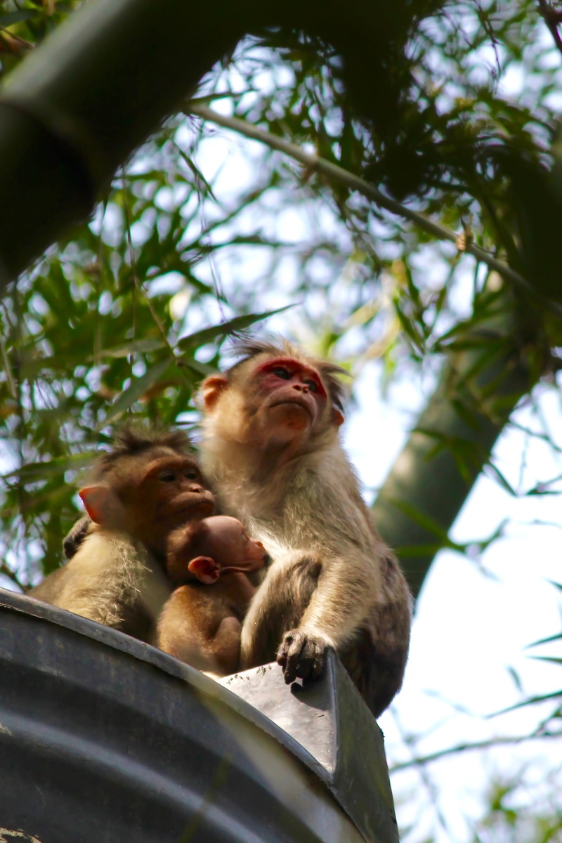 animal feeding, feeding, bamboo, tamilnadu, animal, indian fauna, vertebrate, plant, forest, india, motherhood, animals in the wild, apes, day, group of animals