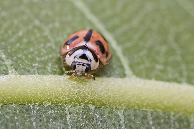 Macro, II, Extension tube, Coccinellidae, green leaf, insect, suresh, nature, India, Coccinellinae, Tamron, Red, Ladybug, F/2.0, close-up, Ladybird, zigzag