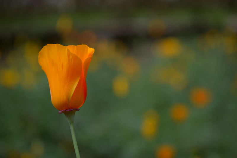 petal, focus on foreground, growth, flower head, yellow, plant, vulnerability, india, beauty in nature, outdoors, freshness, kodaikanal, orange color, flower