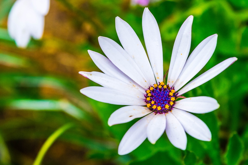 2K, Osteospermum fruticosum, nature, plant, African Daisy, close, Samsung NX100, white, Crop, petal, leaf, Samsung NX, Flower, close-up, summer, Closeup