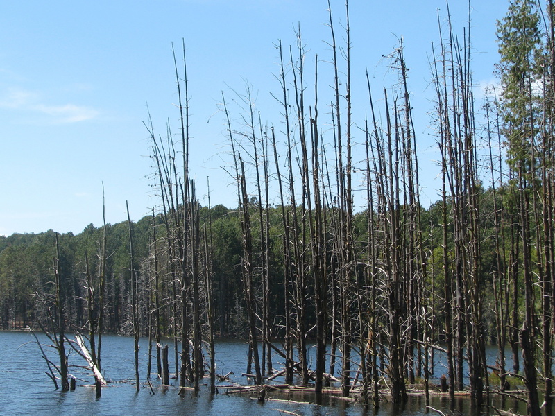 plant, scenics, swamp, growth, beauty in nature, tranquil scene, scenics - nature, tree, blue, tranquility, 2K, trees, water, lake, non-urban scene, no people