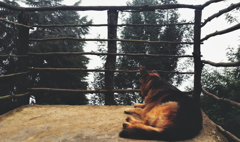 railing, animal, feline, one animal, outdoors, day, tree, mammal, nature, india, kodaikanal, domestic cat, no people, domestic animals, dog, relaxation