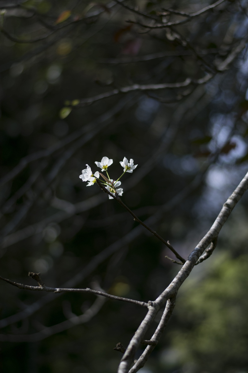 flowering plant, vulnerability, petal, tree, twig, cherry blossom, pine tree forest, bloom, springtime, forest, growth, day, close-up, dark, beauty in nature