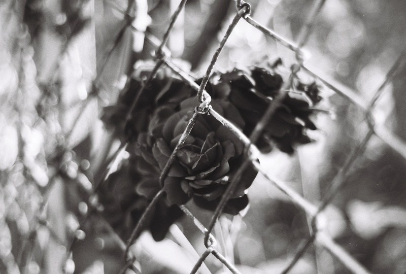 hanging, beauty in nature, outdoors, tree, branch, plant, fence, focus on foreground, growth, plant part, selective focus, leaf, monochrome, chain-link