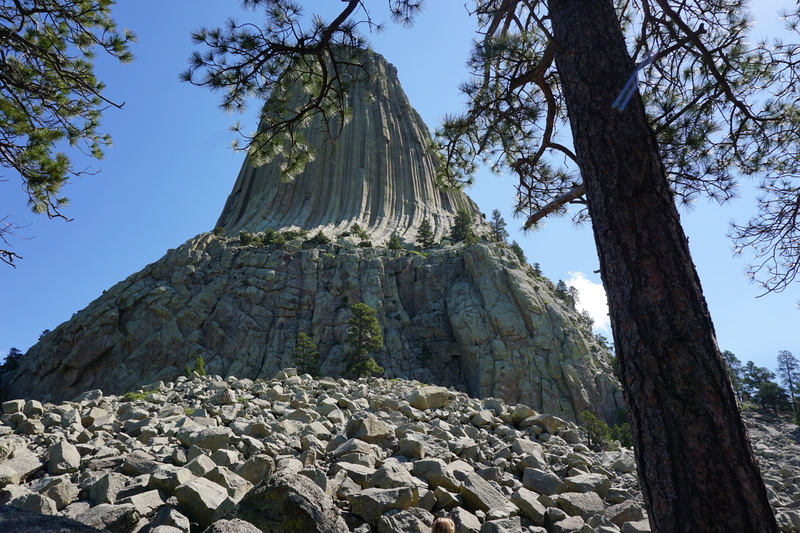 low angle view, tree, travel destinations, black hills, usa, south dakota, tree trunk, beauty in nature, scenics - nature, solid, day, tranquility, rock - object