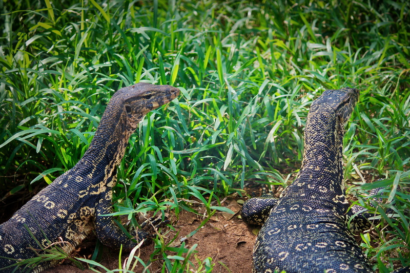 grass, madras crocodile bank trust, asian water moniter, one animal, day, animal themes, lizard, animal body part, mouth open, alligator, land, water dragon