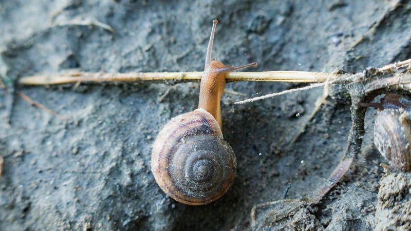 animal themes, fontenelle forest nature center, macro, solid, outdoors, water, river, animal antenna, morning, invertebrate, 5K, animal, trees, close-up