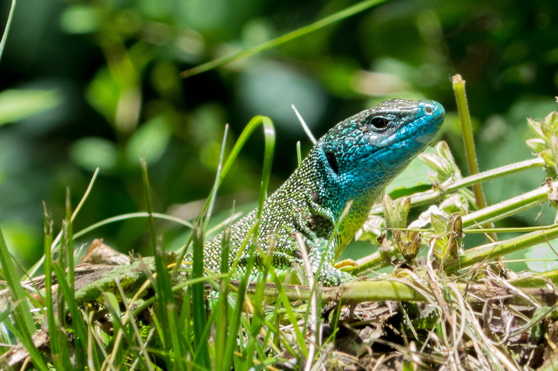 緑  绿, Südtirol  Alto Adige, groen, close-up, emerald, Italy, iguana, green Color, Val Venosta, green, Reptil, Armin S., blue, verde, Europe, green lizard