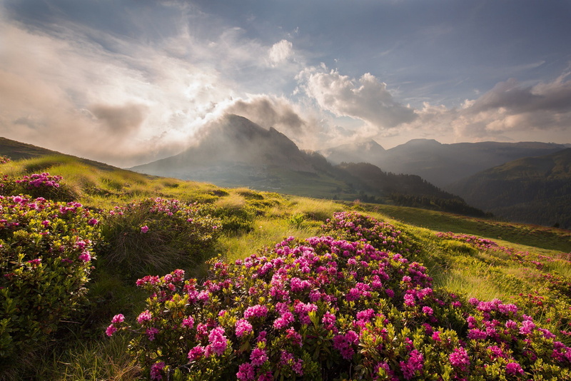 summer, pale, 1080P, clouds, light, green, park, di, national, mountains, martino, san, pale di san martino national park, sky, Red, shot, flowers, sun