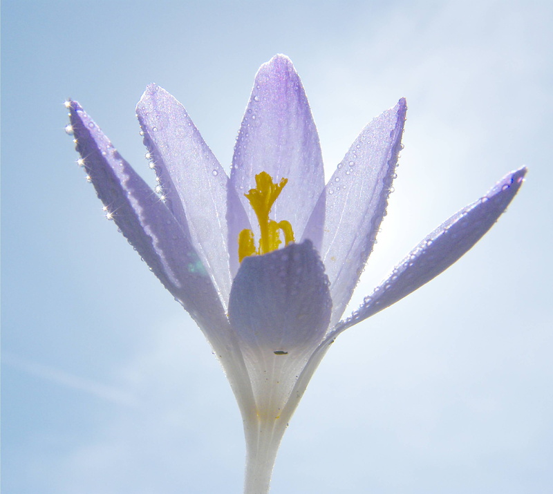 purple, flower Head, spring, petaled, petal, flower  flower, color, close-up, nature, plant, sun, Crocus, 2K, Sunny, photo, closeup, flower, seasons