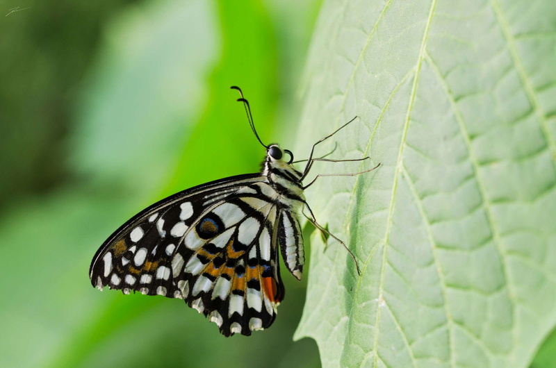 rybak viktor, sfondo, animal wing, natura, animal, invertebrate, close-up, one animal, animal markings, green color, beauty in nature, nature, farfalla