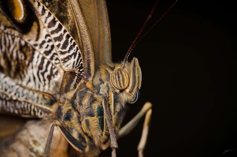caligo idomeneus, animal themes, farfalla, animal, rybak viktor, macro, animal eye, one animal, zoology, sfondo, animal wing, animal head, black background