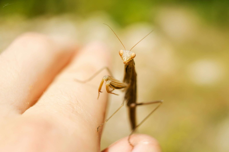 small, one animal, animal wildlife, outdoors, insect, rybak viktor, sfondo, human finger, nail, animals in the wild, holding, finger, close-up, mantide religiosa