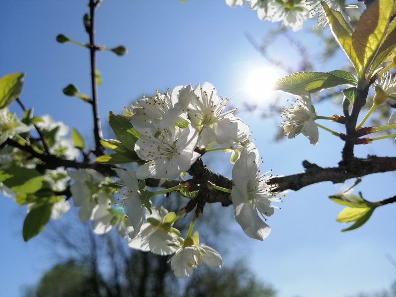 cherry blossom, fruit tree, sun, fragility, pollen, nature, sunlight, cielo, white, 5K, vulnerability, tree, cherry tree, fiori, leafs, branches, landscape