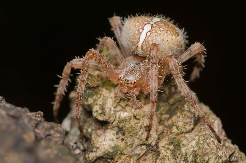 natura, ragno, animal wildlife, nature, arthropod, spider, zoology, 1080P, plant, selective focus, macro, one animal, arachnid, invertebrate, outdoors
