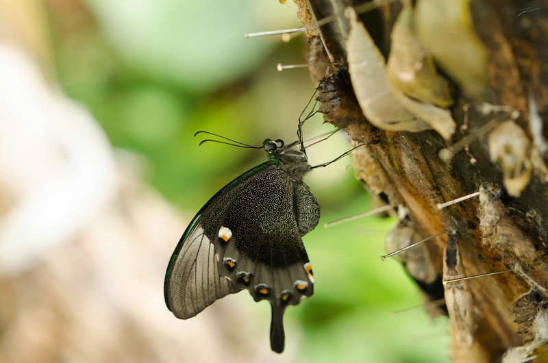 1080P, plant, butterfly - insect, invertebrate, animals in the wild, zoology, outdoors, day, no people, macro, farfalla, rybak viktor, insect, animal