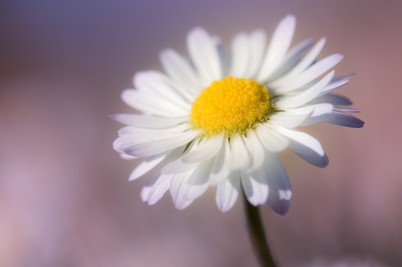 white, Macro, 5K, beauty In Nature, petal, plant, springtime, photo, yellow, nature, gazon, closeup, pâquerette, daisy, summer, white Daisy, blossom, mon