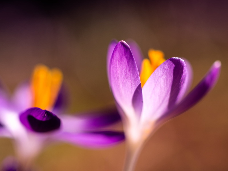 photo, flowers, Lila, selective, harbinger of spring, Flower  garden, petaled, plant, flower, Frühling, Light, Blumen, pink Color, close-up, purple, colors