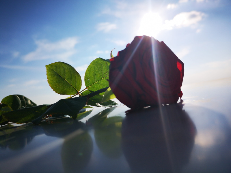 leaves, plant part, close-up, flower, red, love, beauty in nature, germany, growth, sky, leaf, nature, 5K, reflection, tranquility, surface level, sunlight