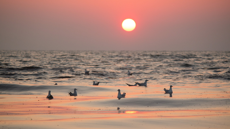 nature, bird, orange color, gulls, sunrise, horizon, motion, light, baltic sea, horizon over water, dusk, animal wildlife, sea, water, swim, birds, sky