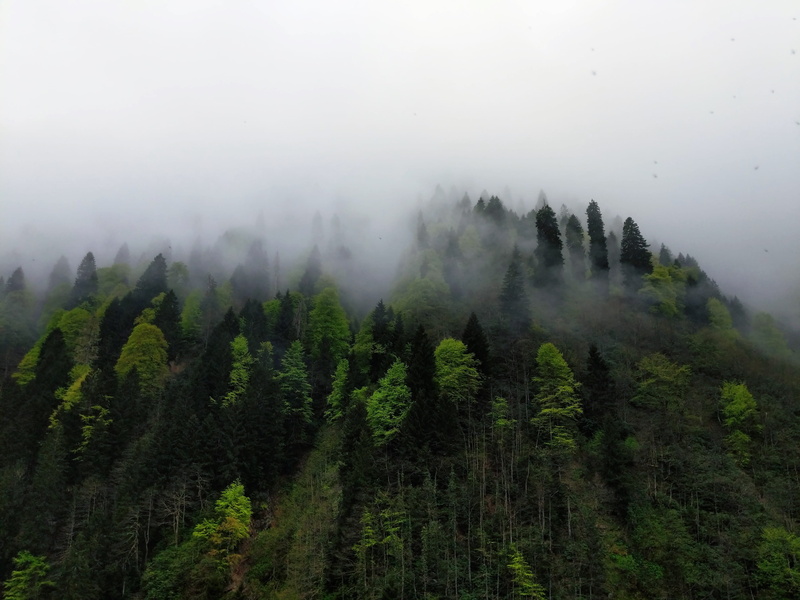 day, tranquil scene, pine, land, plant, water, growth, weather, coniferous tree, idyllic, woodland, sky, non-urban scene, ayder, fog, remote, ayder yaylası