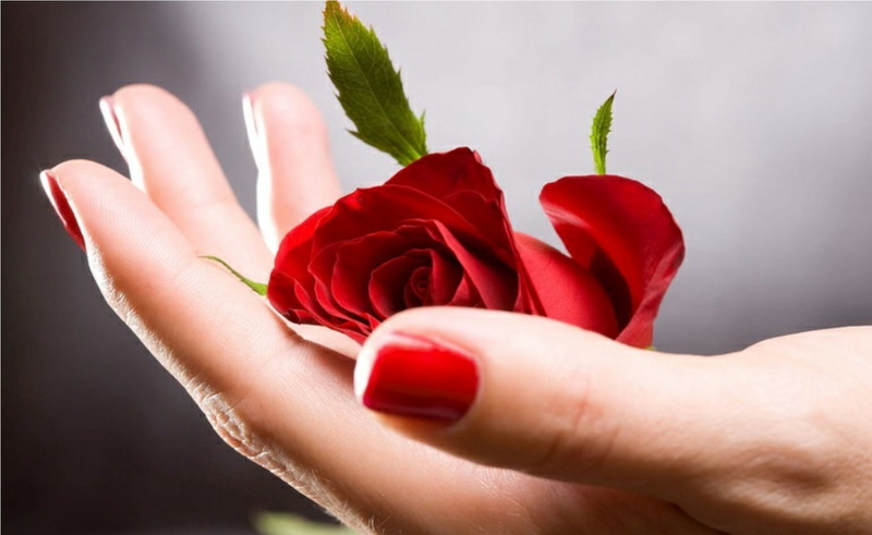 2K, rose, red, passion, love, hand