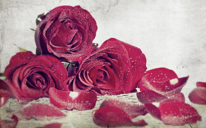 roses, passion, parfume, red-roses, 720P, romance, love, salty