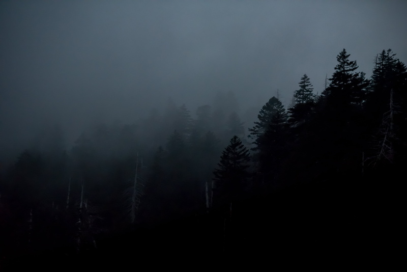 tree, forest, mountain, tranquility, mystery, no people, beauty in nature, pine tree, nature, mist, landscape, sky, environment, non-urban scene, trees