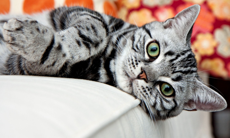 cat, look, American Shorthair, striped, 1080P