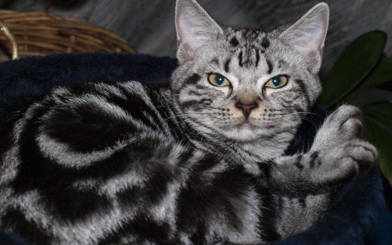 american, blotched, 2K, american shorthair, shorthair, cute