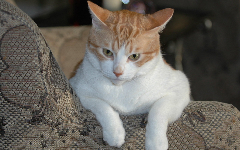 cat, golden, magnificent, jose, relaxing, orange, tabby, chair, cuervo, creature, male, animals, 2K, american shorthair, white, favorite