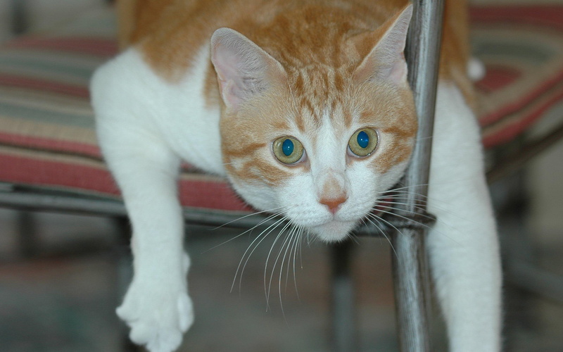 orange, creature, 2K, cuervo, american shorthair, white, around, golden, animals, male, hanging, chair, jose, magnificent