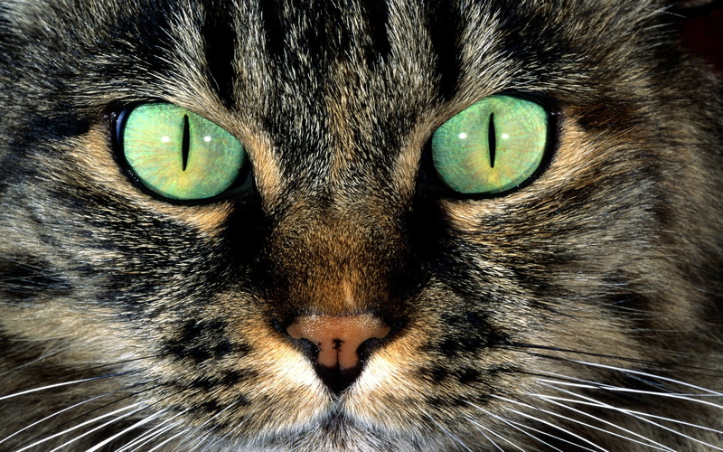 close up, american, 2K, green, beautiful, eyes, american shorthair, shorthair